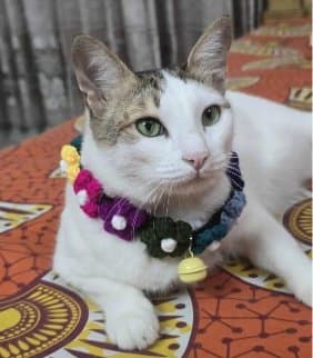 Handmade Crochet Rainbow Flower Collar Belt For Cats