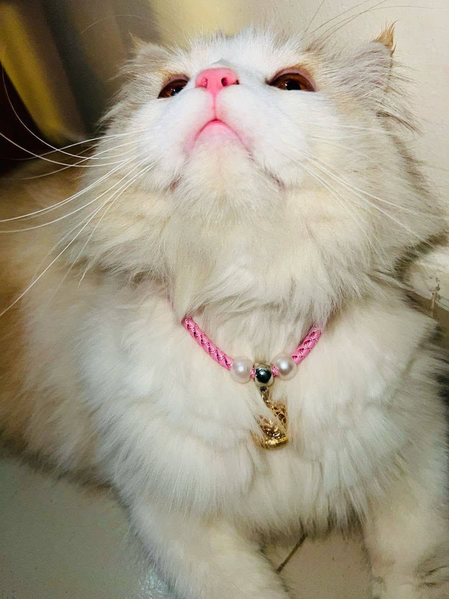 Braided Cat Collar with Golden Bell