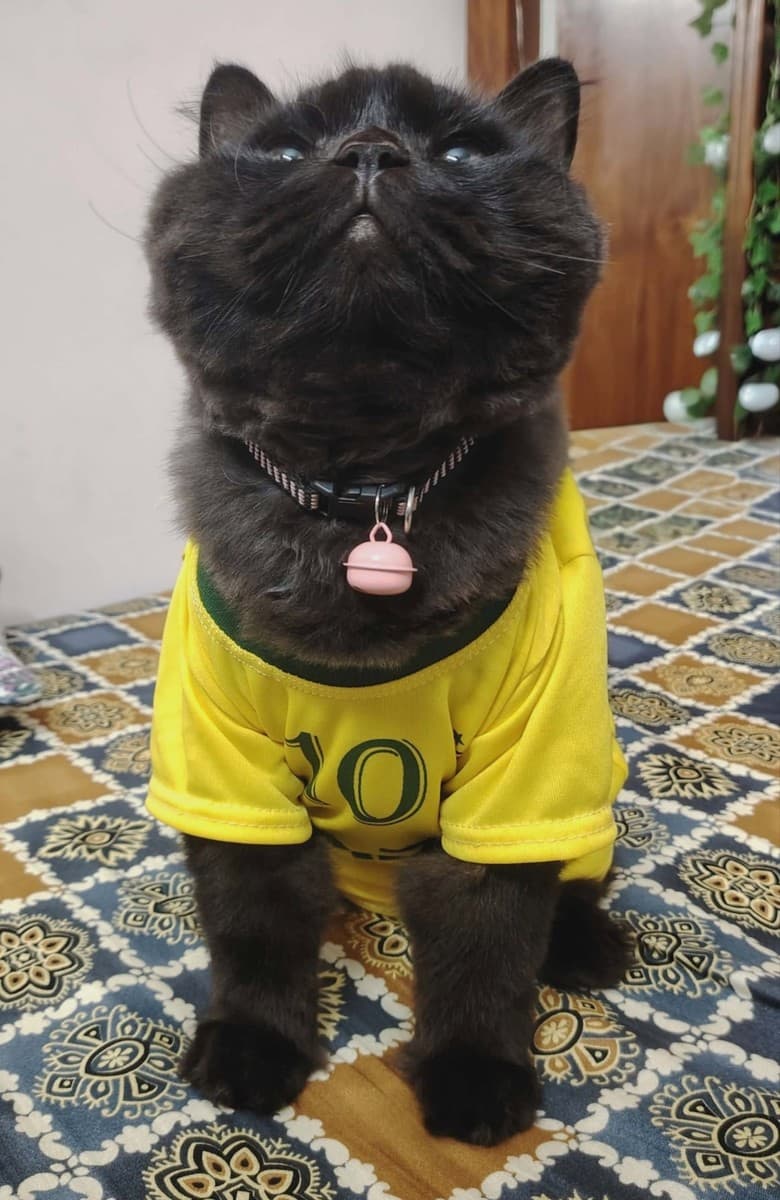 World Cup Brazil Jersey for Pets Cat Dress Jersey Brasil