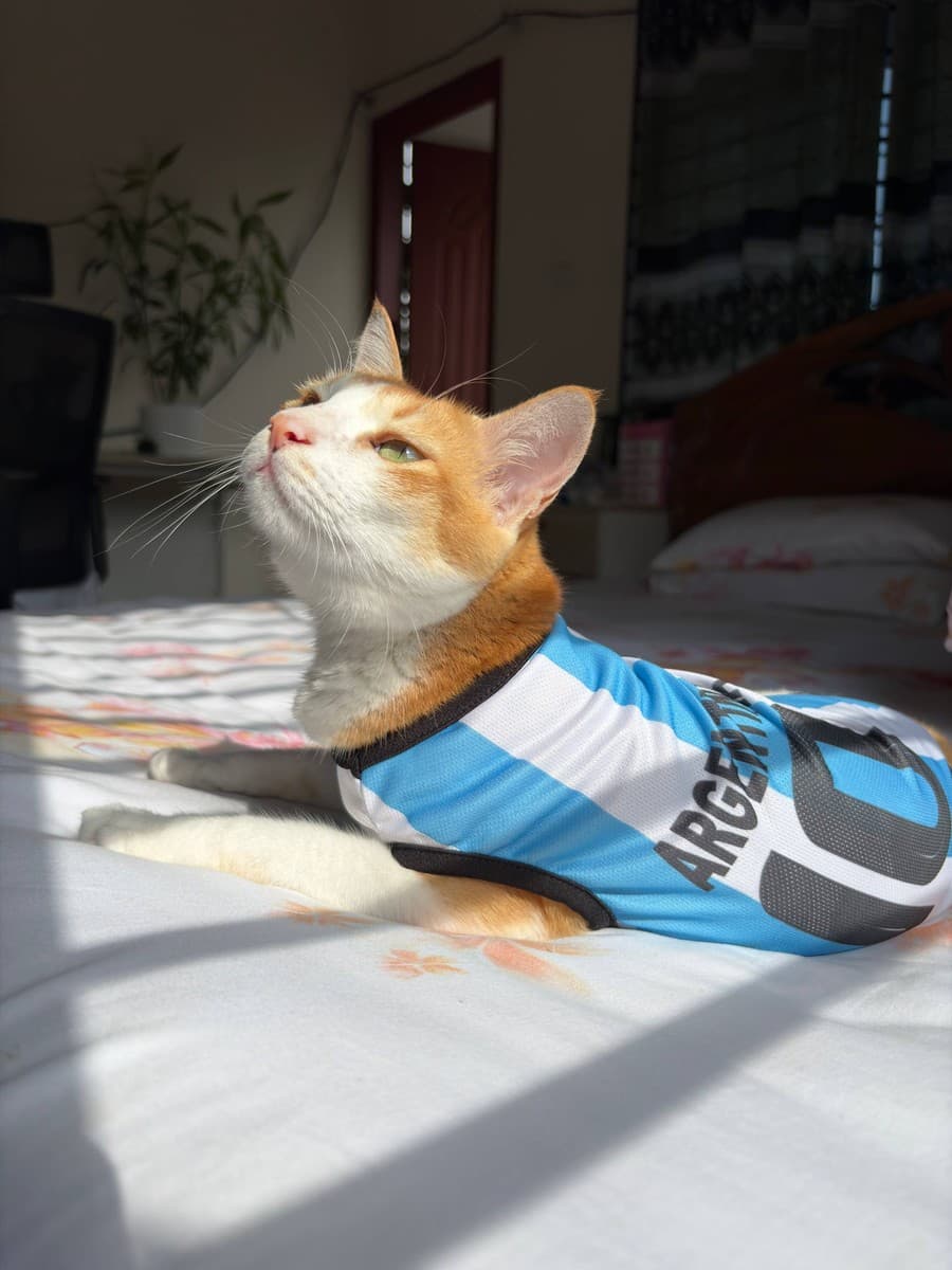 World Cup Argentina Jersey for Pets Cat Dress Jersey