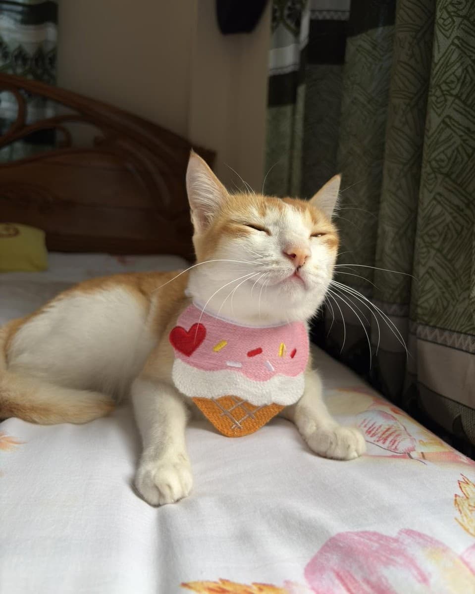 Cute Cat Collar Bib Bandana