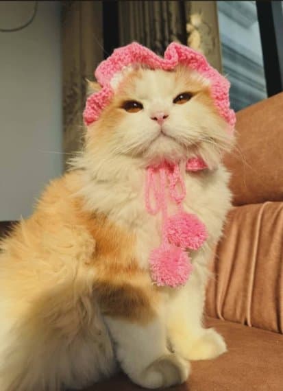 Customized Handmade Crochet Hat For Cats