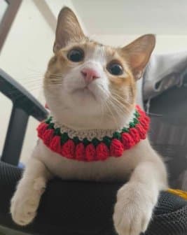 Handmade Crochet Collar Belts For Cats