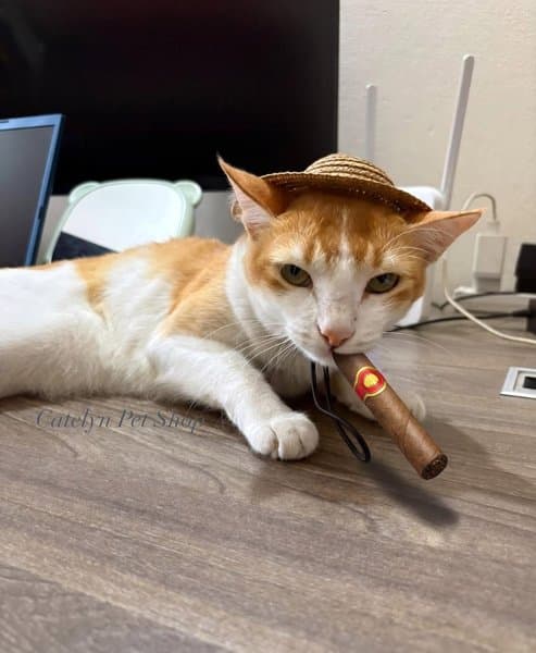 CowBoy Hat For Cats