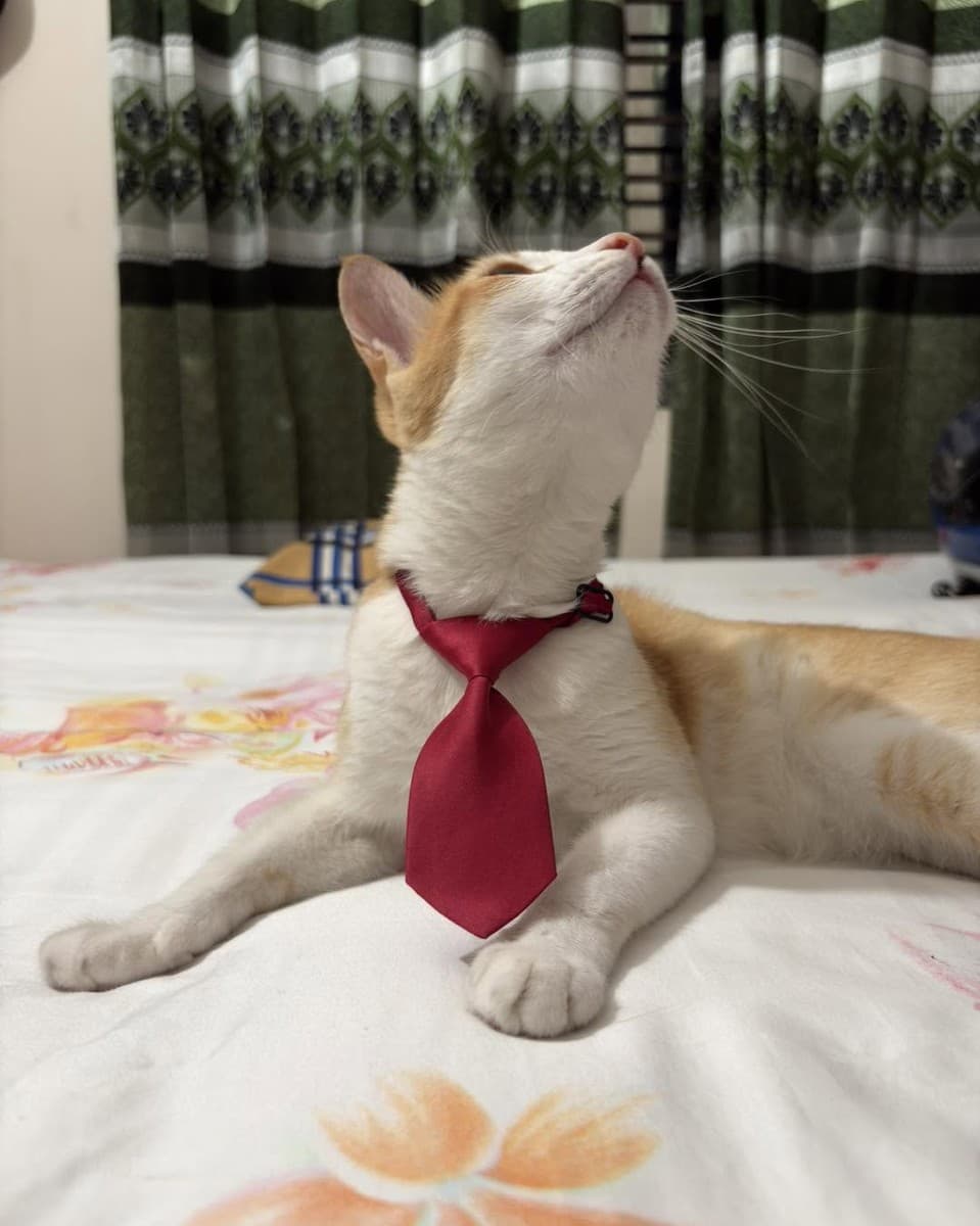 Cute Adjustable Collar belt Cat Tie