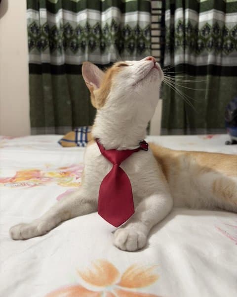 Cute Adjustable Collar belt Cat Tie